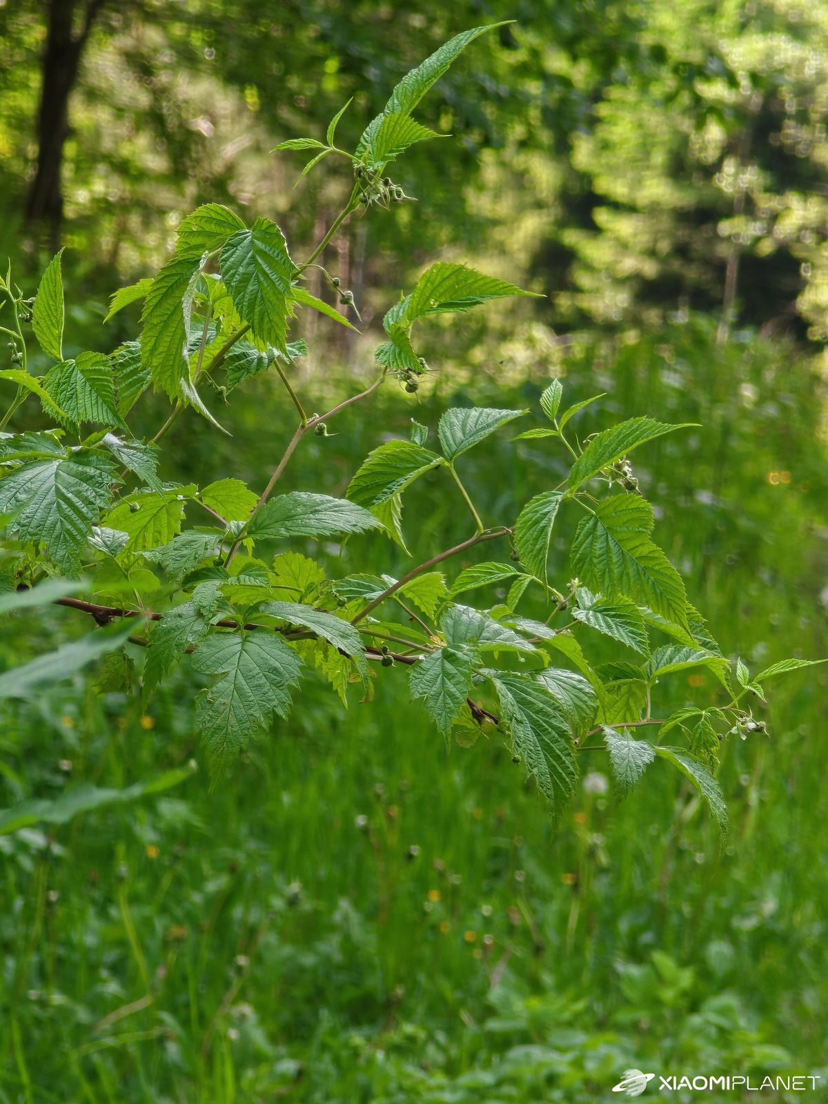 Xiaomi 15S Pro testovacia fotografia